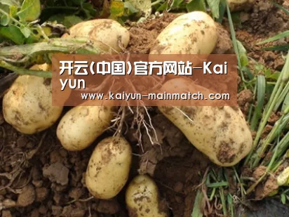 种植基地六